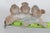 Ceramic Otagiri Three Birds Perched on Branch Porcelain Figurine Made in Japan 4965b For Sale - Image 7 of 13