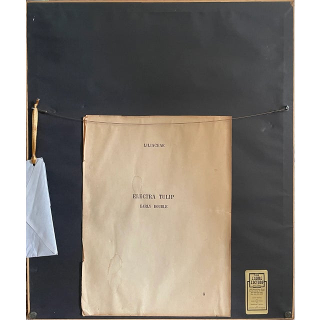 Illustration 1940s Electra Tulip Lithograph Print For Sale - Image 3 of 6