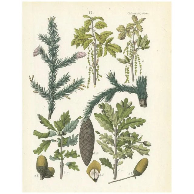 Calwer, Hand-Colored Botanical Illustration of Spruce, Oak, and Currant, 1854, Lithograph For Sale - Image 6 of 6