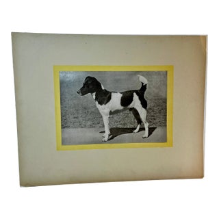 1930s Vintage Fox Terrier Print For Sale