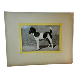 1930s Vintage Fox Terrier Print