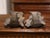 Pair of 19th Century French Carved Verdigris Patinated Bronze Fish-Form Vases For Sale - Image 9 of 10