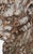Brown Relief Carved Wood Ornament in the Form of a Winged Lion For Sale - Image 8 of 12