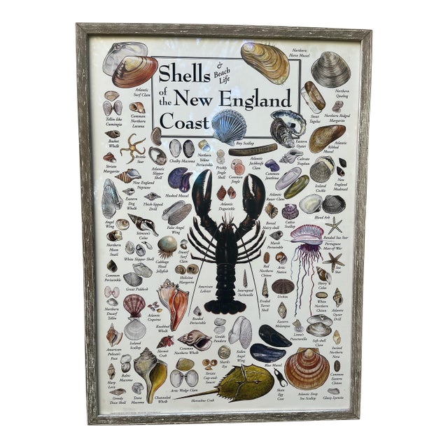Nautical Poster of Shells & Beach Life of the New England Coast Framed Under Glass For Sale