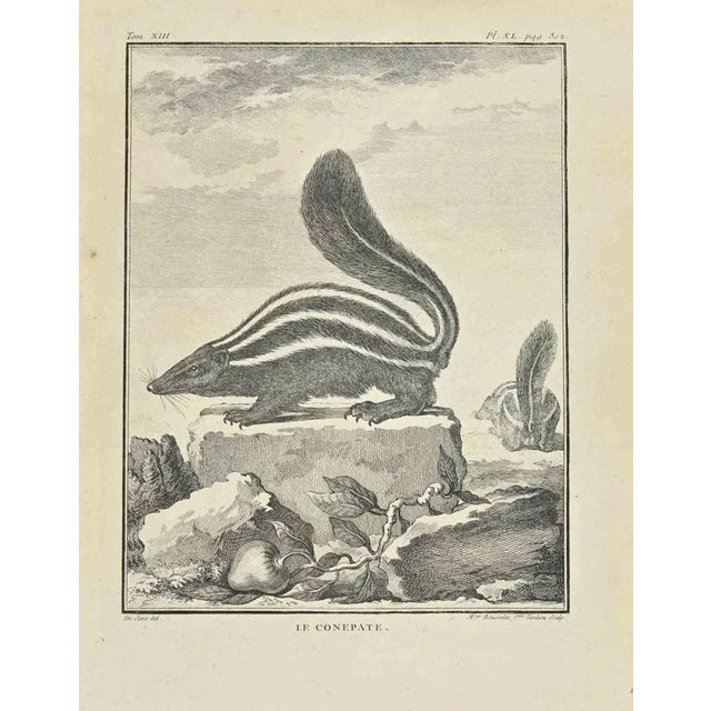 Le Conepate is an etching realized by Madeleine Ruosselet in 1771. It belongs to the suite "Histoire Naturelle de Buffon"....
