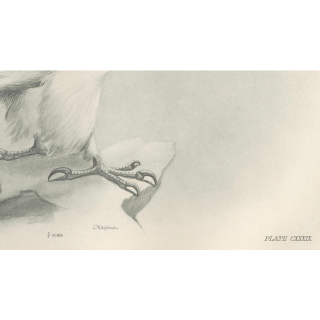 1900 - 1909 Lilian M. Medland, Greenland Gyrfalcon Bird, 1908, Monochrome Ornithological Plate For Sale - Image 5 of 9