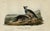 Original 19th century John James Audubon hand colored 1st edition lithograph from Audubon's "Birds of North America",...