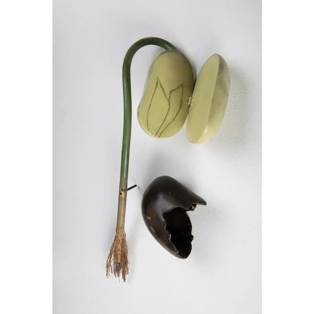 Botanical Didactic Models, 1930s, Set of 2 For Sale - Image 6 of 8