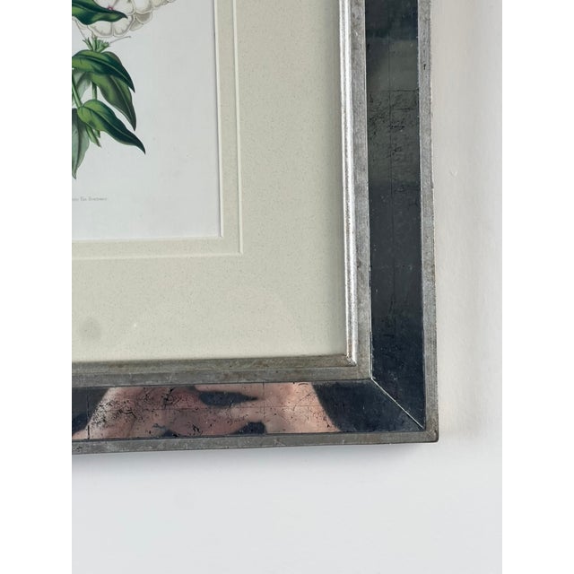 Glass Vintage Trowbridge Custom Framed Botanical Print “Phlox” After Louis Van Houtte (1810–1876) For Sale - Image 7 of 7