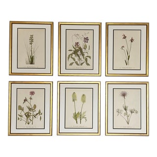 Original Vintage Botanical Prints- Set of 6- Framed Mid-Century Prints For Sale
