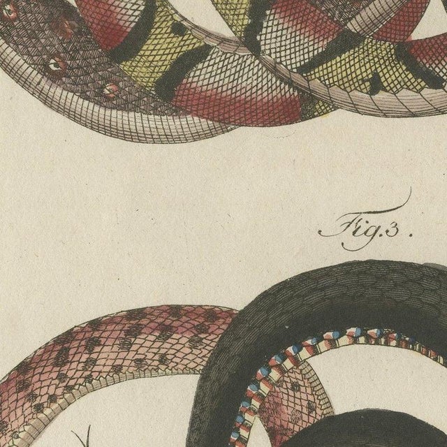 Bertuch, Four Intertwined Snakes, 1805, Print For Sale - Image 9 of 12