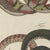 Bertuch, Four Intertwined Snakes, 1805, Print For Sale - Image 9 of 12