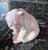 Lladro Vintage Mid-Century Lladró Porcelain Polar Bear Figurines - Set of 4 (Jg) For Sale - Image 4 of 13