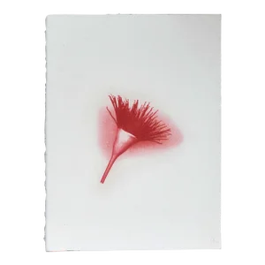 "Botanica VIII" - Gum Dichromate Print by S. Howard