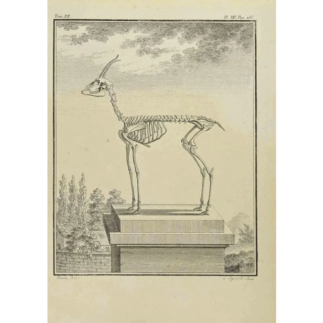 Skeleton is an etching realized in 1771 by Louis Legrand (1723-1807). Signed in flat. The Artwork Belongs to the Suite...