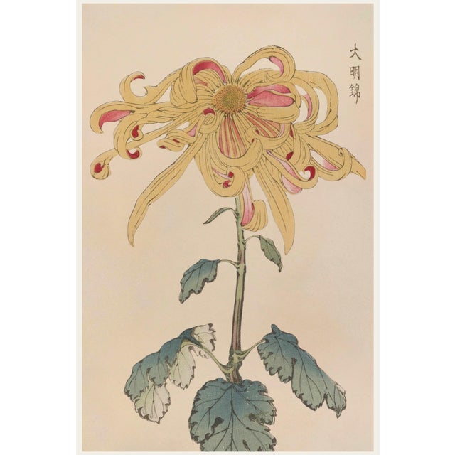 Golden Spider Chrysanthemum by Hasegawa, Vintage Japanese Botanical Art Print, 16" X 24" For Sale