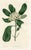 Original early-1800s hand-colored botanical print published in "Curtis's Botanical Magazine", the oldest and longest...
