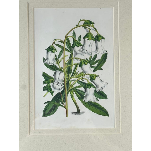 Glass Vintage Trowbridge Custom Framed Botanical Print “Gladiolus × Willmoreanus” After Louis Van Houtte (1810–1876) For Sale - Image 7 of 8