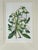 Glass Vintage Trowbridge Custom Framed Botanical Print “Gladiolus × Willmoreanus” After Louis Van Houtte (1810–1876) For Sale - Image 7 of 8