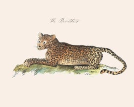 Example of New & Custom Safari