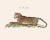 Reproduction Vintage Panther, Cheetah, Tiger Print, Naturalist Collection For Sale