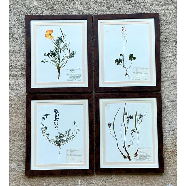 This sophisticated set of four vintage botanical herbarium prints celebrates the enduring beauty of scientific botanical...