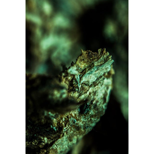 Marko Milić, Viper, Abstract Photography For Sale - Image 6 of 6