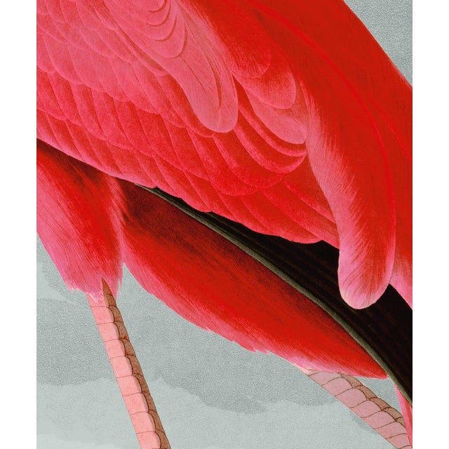 Illustration Audubon American Flamingo Giclee Reproduction 24x36 For Sale - Image 3 of 4