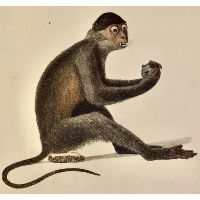 Realism Le Mangabey Monkey: Framed Audebert 18th C. Hand-Colored Engraving, 1797 For Sale - Image 3 of 7
