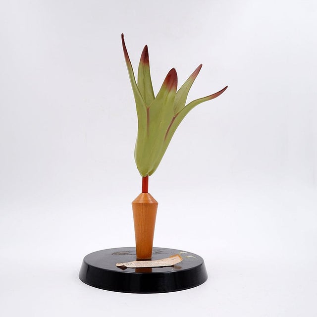 Vintage German Botanical Model of the Lamium Purpureum Flower, 1930s For Sale - Image 4 of 12