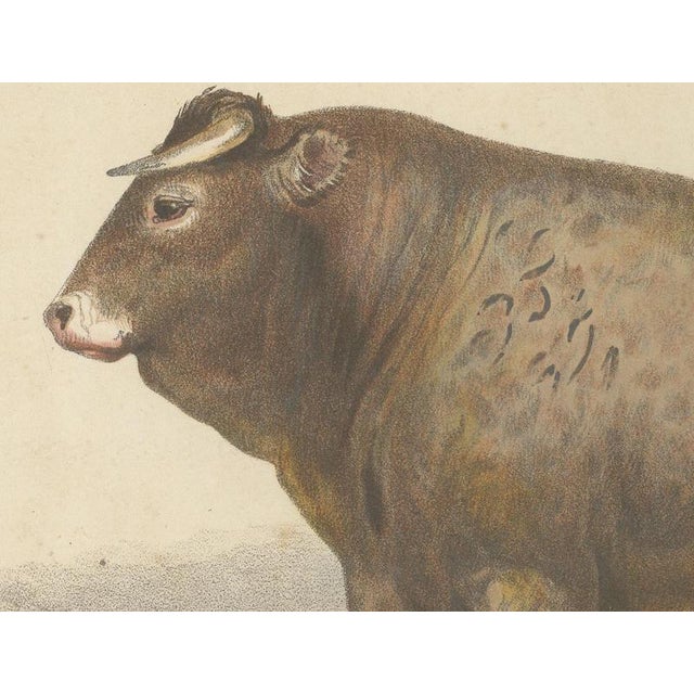 Olivier De Penne, Bazadaise Bull, French Cattle, 1863, Chromolithograph For Sale - Image 4 of 9