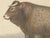 Olivier De Penne, Bazadaise Bull, French Cattle, 1863, Chromolithograph For Sale - Image 4 of 9