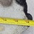 Scottish Terrier Dog Statue Black Cement Sculpture Realistic Scottie Large Vintage For Sale In Wichita - Image 6 of 18