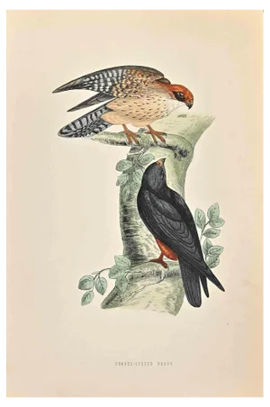 Alexander Francis Lydon, Orange-Legged Hobby, Woodcut Print, 1870