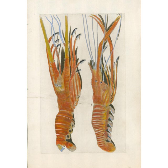 Original 18th-century natural-history copper engraving from Georg Wolfgang Knorr’s Deliciae Naturae Selectae, published in...