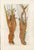 Original 18th-century natural-history copper engraving from Georg Wolfgang Knorr’s Deliciae Naturae Selectae, published in...