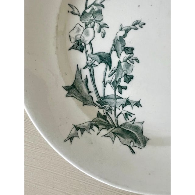 Antique Italian Botanical Plates | s.c.r. Linneo Green Transferware Set (20cm) For Sale - Image 18 of 18