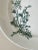 Antique Italian Botanical Plates | s.c.r. Linneo Green Transferware Set (20cm) For Sale - Image 18 of 18