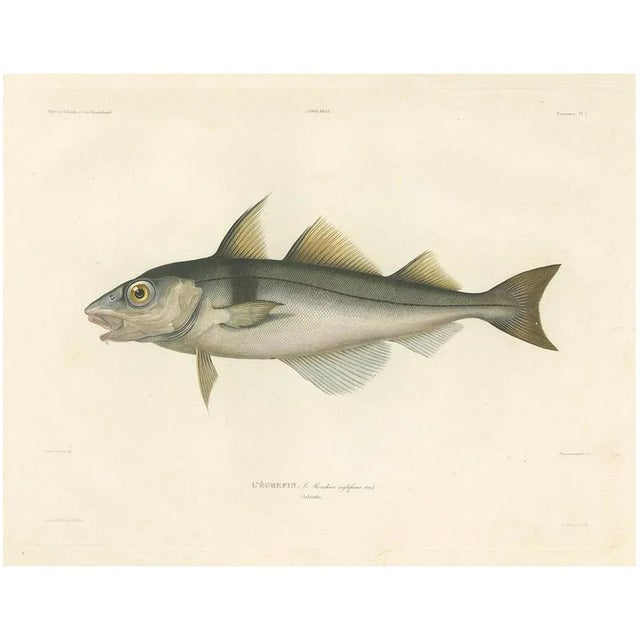 Haddock (Melanogrammus Aeglefinus) French Arctic Voyage, 1845, Print For Sale - Image 11 of 11
