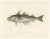Haddock (Melanogrammus Aeglefinus) French Arctic Voyage, 1845, Print For Sale - Image 11 of 11