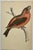 Antique Hand Tinted Bird Print From England Featuring a Vibrant Red Parrot Crossbill - Circa 1888. Print measures 4 1/2” W...