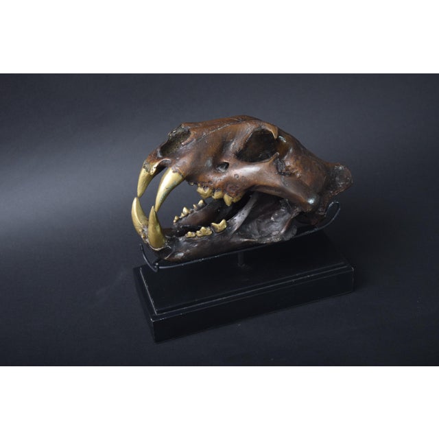 Big Cat Skull Sculpture on Black Display Stand, 1990s For Sale - Image 10 of 10