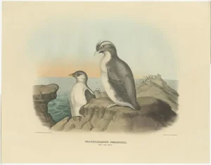 Elliot, Bird Illustration of an Adult and Young Temminck's Auk, 1869, Print