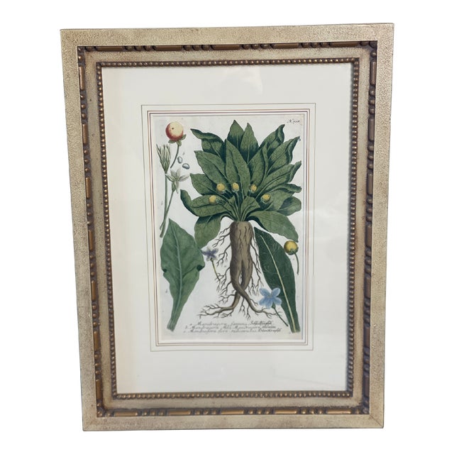 Johann Wilhelm Weinmann N. 708 Mandrake Botanical Mezzotint From Phytanthoza Iconographia (1683-1741), Circa 1740 For Sale