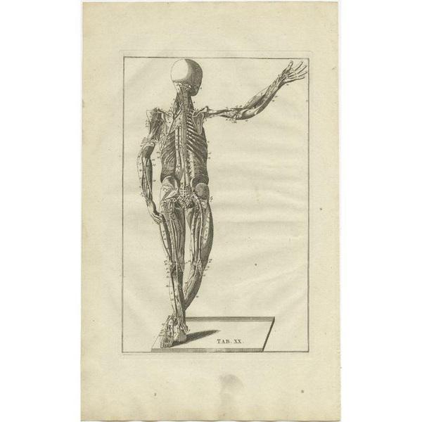 Antique anatomy print of the muscular system. This print originates from 'De Ontleedkundige Plaaten van B. Eustachius'...