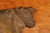 Late 19th Century Late 19th Century Cast Iron Butcher's Rack Crest - Cow Motif For Sale - Image 5 of 5