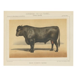 Olivier De Penne, Angus Bull, Scottish Cattle, 1863, Chromolithograph For Sale