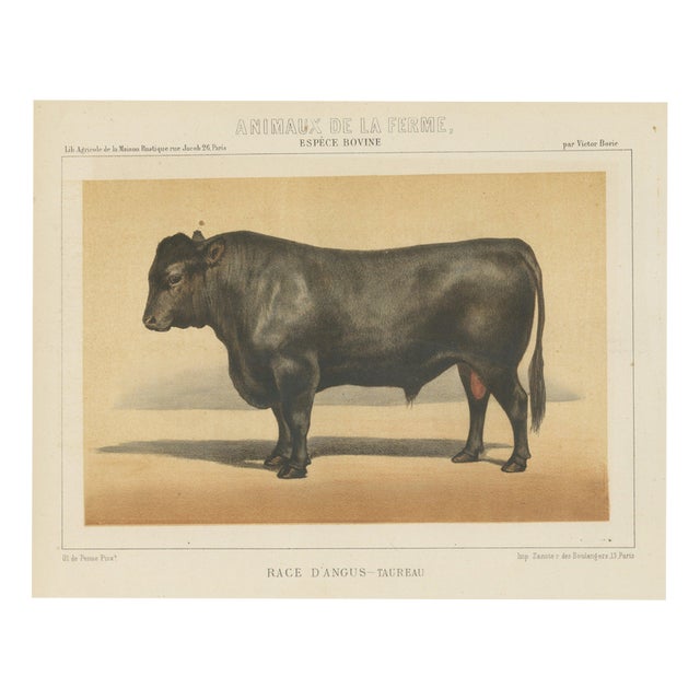 Olivier De Penne, Angus Bull, Scottish Cattle, 1863, Chromolithograph For Sale