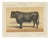 Olivier De Penne, Angus Bull, Scottish Cattle, 1863, Chromolithograph For Sale