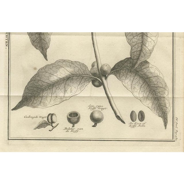 Coffee Plant, 1737, Paper For Sale - Image 5 of 10